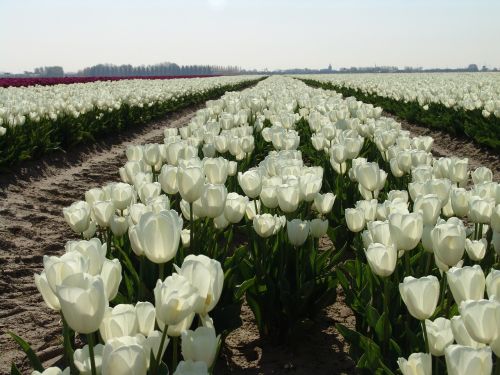 white tulip flower tulip