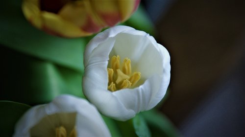white tulip  details  flower