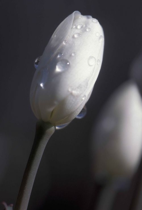 white tulip buds dew macro