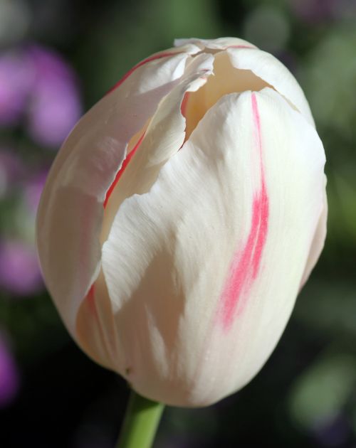 White Tulip Bug