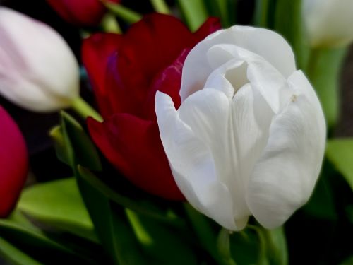 White Tulip Closeup Background