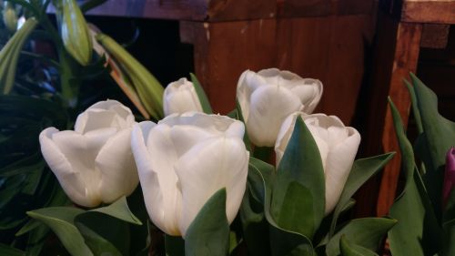 White Tulips