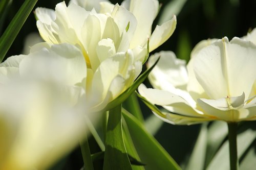 white tulips  tulip bed  spring