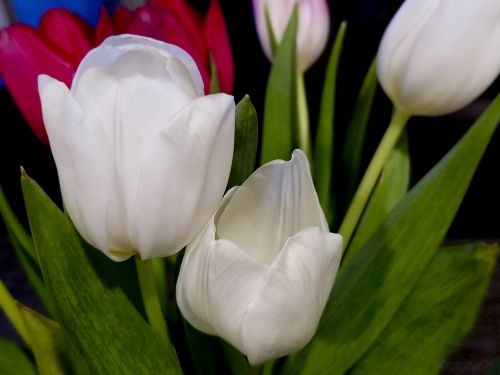 White Tulips Closeup Background