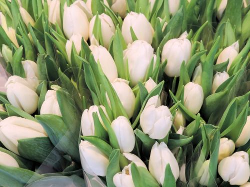 White Tulips