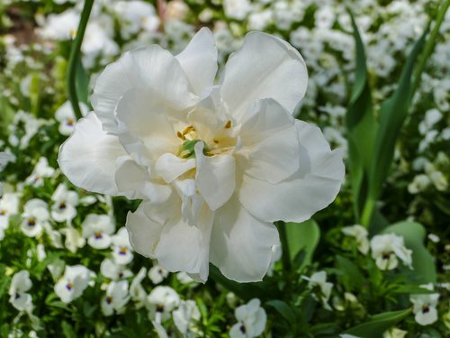 white tumor  pansy white  flower