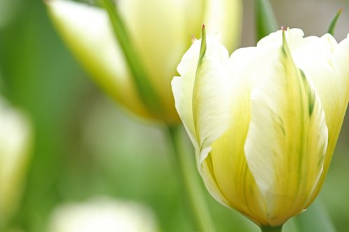 white tumor  tulip  spring