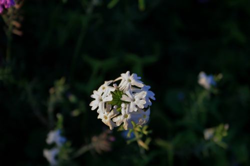 White Verbena