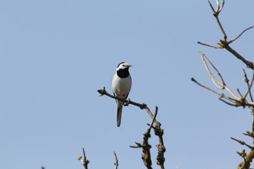 white wagtail birds nature