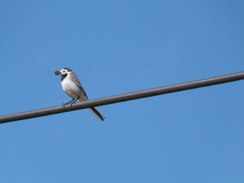 white wagtail bird hochequeue