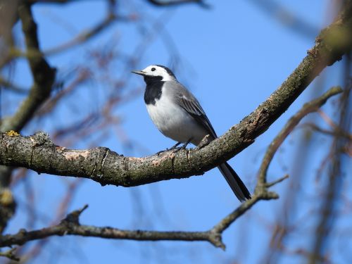 white wagtail bird branch