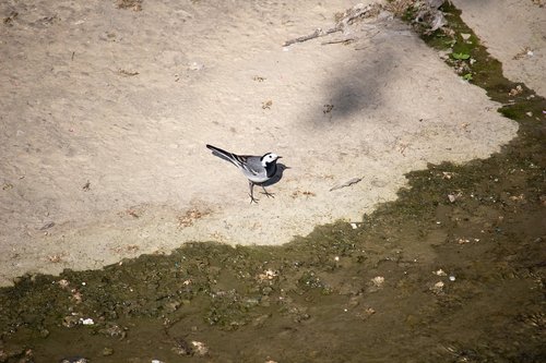 white wagtail  bird  songbird