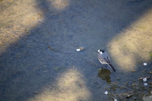 white wagtail  bird  songbird