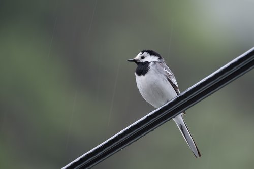 white wagtail  rain  cable