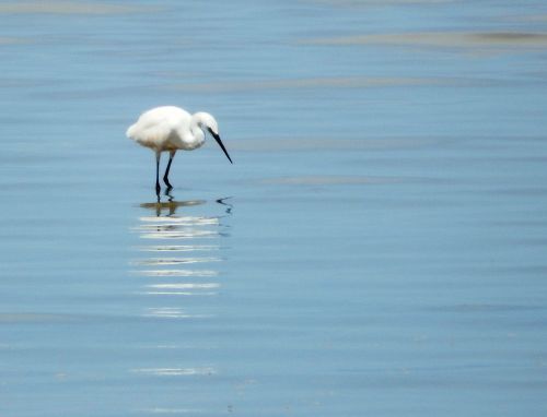 White Water Bird