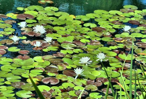 white water lilies pond floating