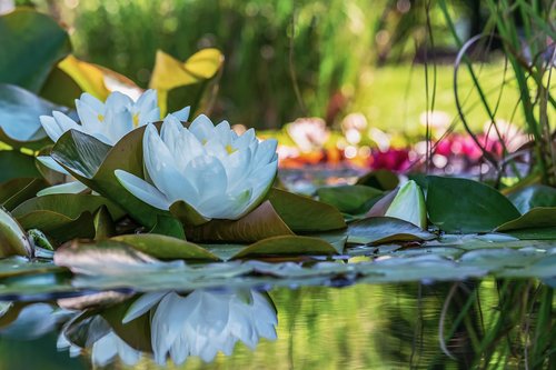 white water lily  blooms  pond