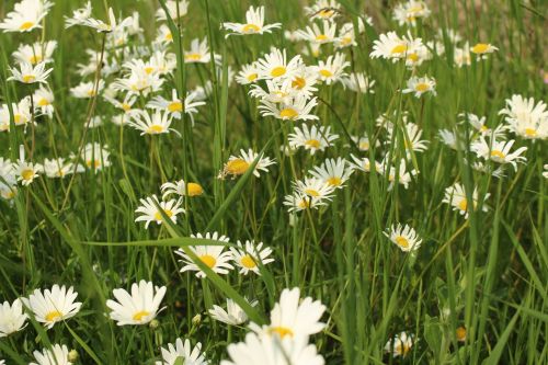 White Wild Flower Daisy