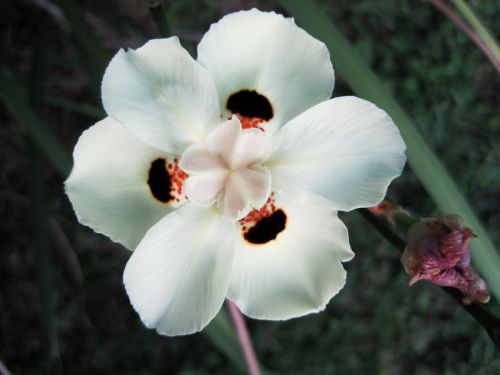 White Wild Iris