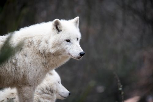 white wolf wolf nature