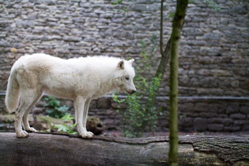 white wolf wolf zoo