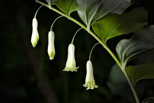 white wurzen  blossom  bloom