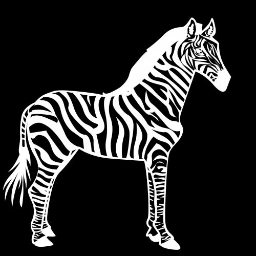 White Zebra