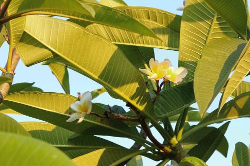 flowers frangipani flowers white