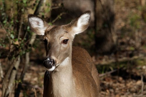 whitetail doe deer doe