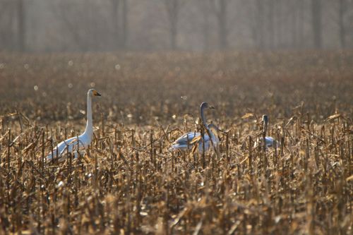 whooper swan bird swan