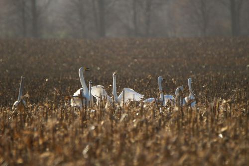 whooper swan bird swan