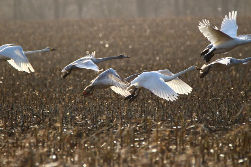 whooper swan bird swan