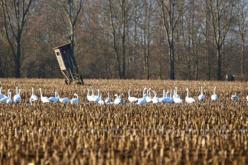 whooper swan bird swan