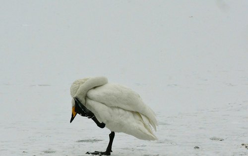 whooper swan  winter  snow