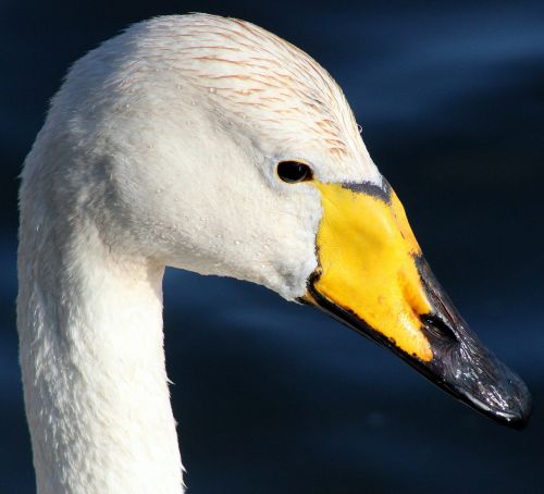 whooper swan bird water