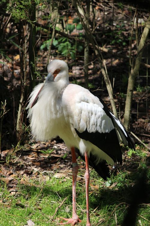 whooping crane bird white