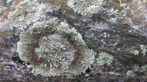 whorls stone moss