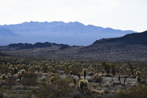 Wide View Of The Desert