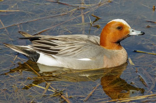 widgeon  water birds  water