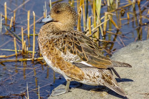 widgeon  female  bird