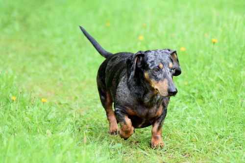 wiener dog dachshund dog