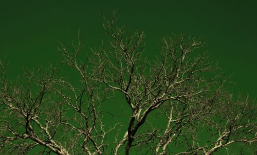 Weird Green Sky And Dead Tree