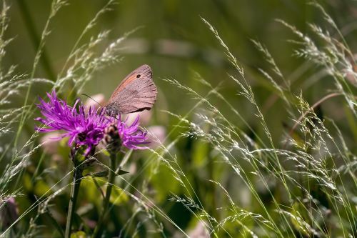 wigs knapweed butterfly meadow brown