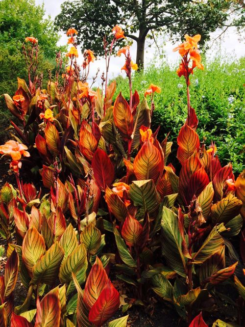 wild flowers in nature