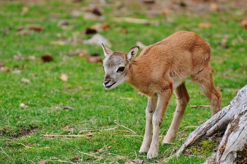 wild young animal roe deer