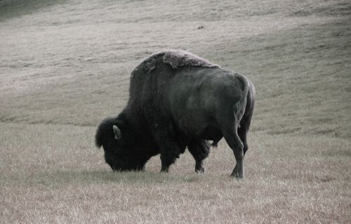 wild american buffalo bison
