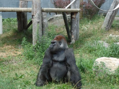 wild gorilla zoo