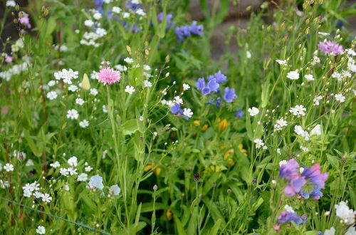 wild wild grass flowers