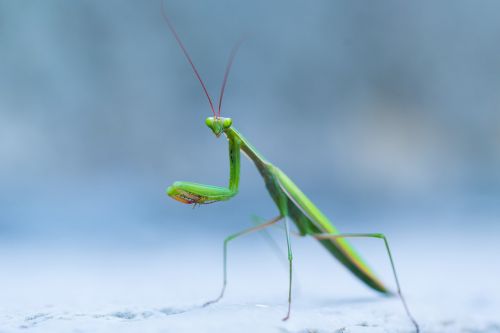 wild praying mantis insect