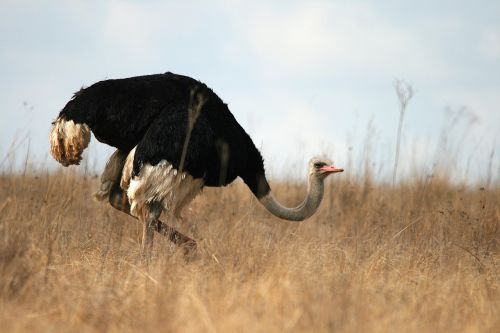 wild game ostrich